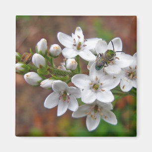 Weiße Wildblume und Bienenfliegen Magnet