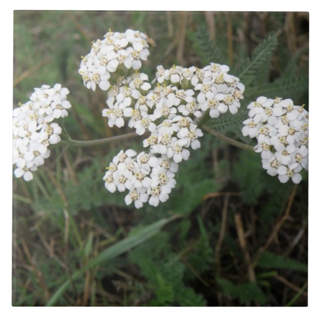 Weiße Wildblumen Fliese (Vorderseite)