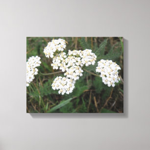 Weiße Wildblumen Leinwanddruck