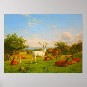Weiße Wildtiere Poster