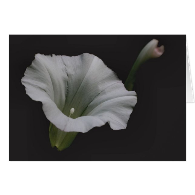 Weiße Winden-Blumen-Fotografie-Karte (Vorderseite (Horizontal))