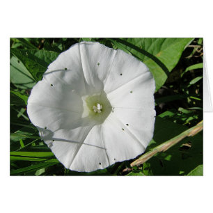 Weisse Windenblüte, Grusskarte, blanko