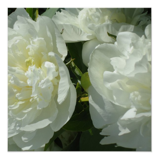Weiße Zapfen, blumengeschmücktes Foto Poster (Vorderseite)