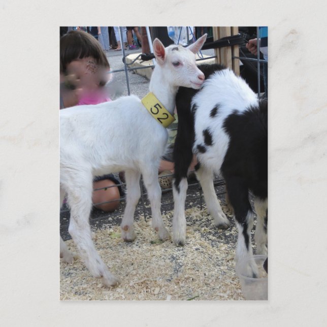 Weiße Ziege Postkarte (Vorderseite)