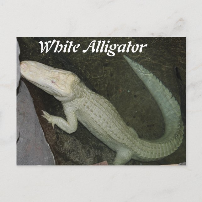 Weißer Alligator Postkarte (Vorderseite)