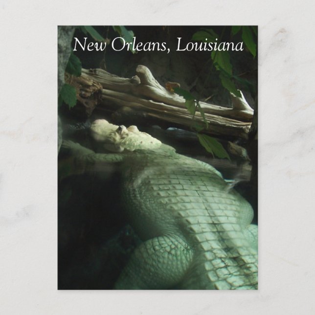 Weißer Alligator von Louisiana Postkarte (Vorderseite)