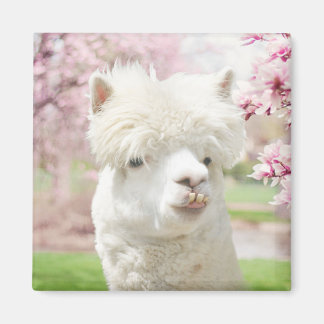 Weißer Alpaca Magnet