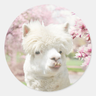 Weißer Alpaca Runder Aufkleber