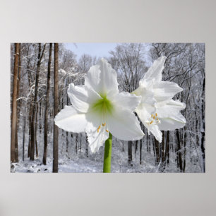 Weißer Amaryllis und Schnee I Poster