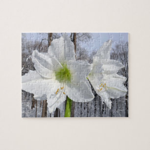 Weißer Amaryllis und Schnee II