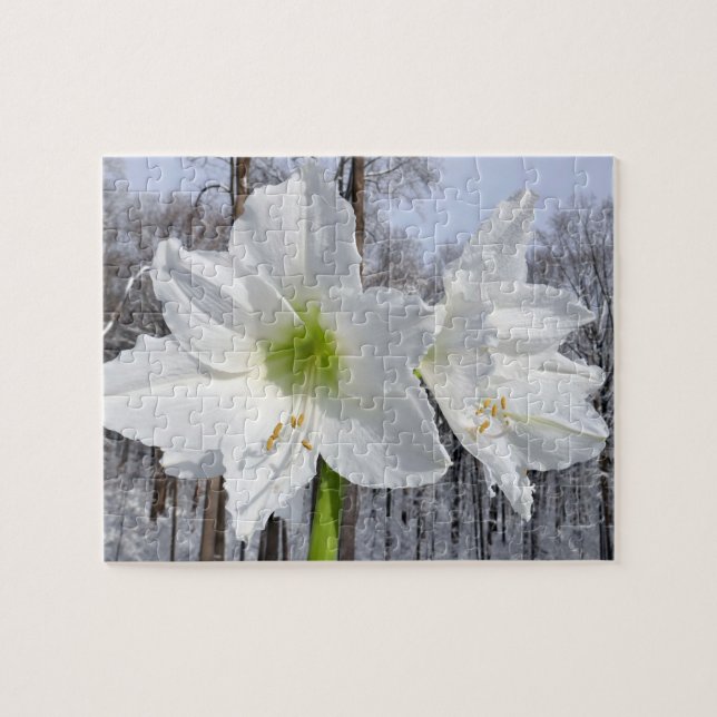 Weißer Amaryllis und Schnee II (Horizontal)