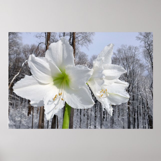 Weißer Amaryllis und Schnee II Poster (Vorne)