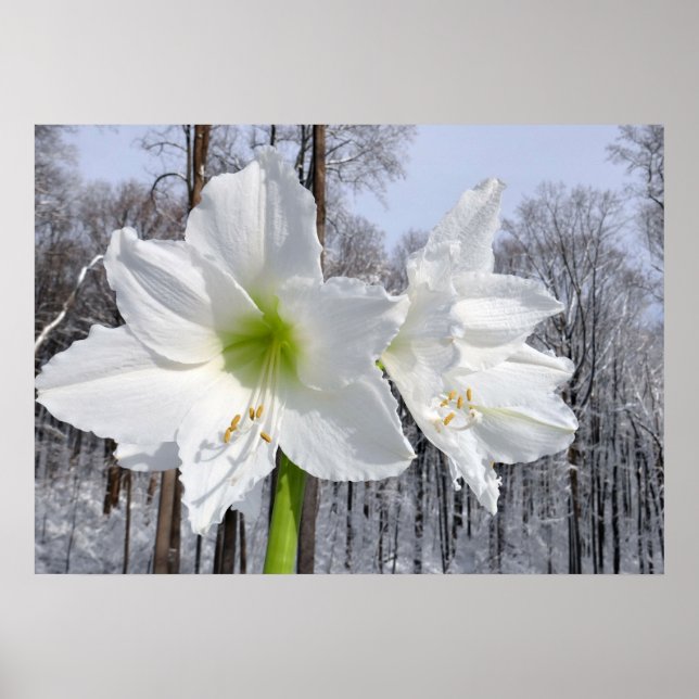 Weißer Amaryllis und Schnee II Poster (Vorne)