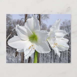 Weißer Amaryllis und Schnee II Postkarte