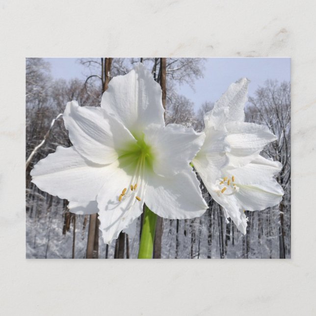 Weißer Amaryllis und Schnee II Postkarte (Vorderseite)