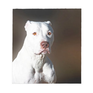 Weißer Amerikaner Pitbull Terrier Rettungs-Hund Notizblock