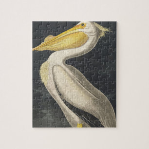 Weißer amerikanischer Pelikan aus Birds of America