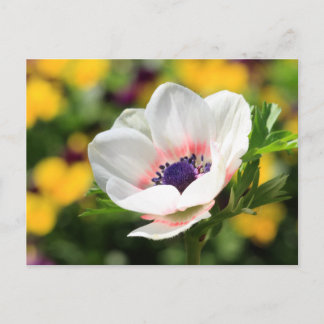 Weißer Anemone Postkarte