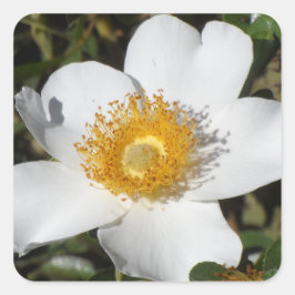 Weißer Anemone Quadratischer Aufkleber