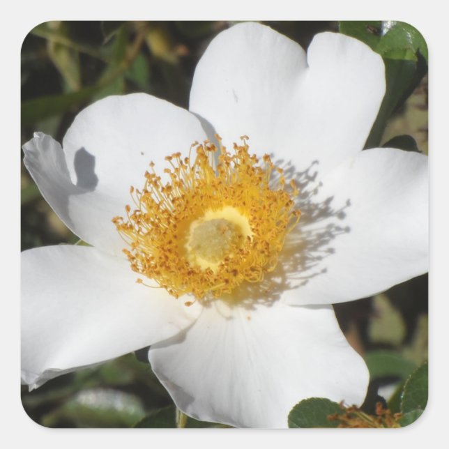 Weißer Anemone Quadratischer Aufkleber (Vorderseite)