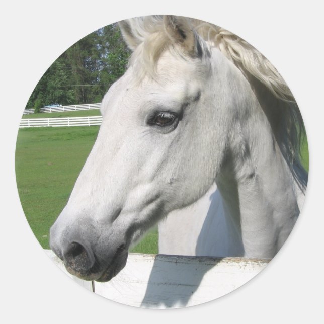 Weißer Arabian-Pferdeaufkleber Runder Aufkleber (Vorderseite)