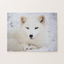 Weißer Arktische Fuchs
