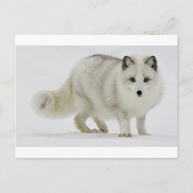 Weißer arktischer Fuchs verschmilzt mit Schnee Postkarte (Vorderseite)