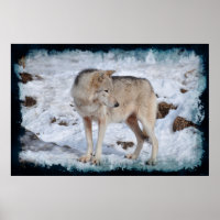 Weißer arktischer Wolf und Winter-Schnee Wildlife-
