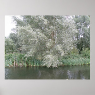 Weißer Baum und Flusslandschaftsdruck Poster