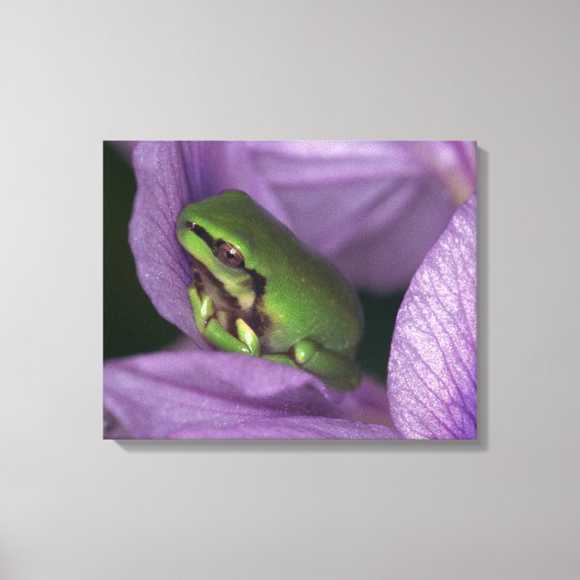 Weißer Baumfrosch Leinwanddruck (Vorderseite)