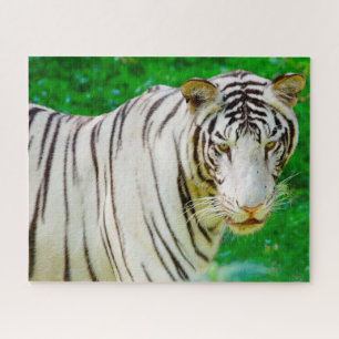 Weißer Bengal-Tiger. Große Katzen.