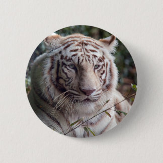 Weißer bengalischer Tiger Button