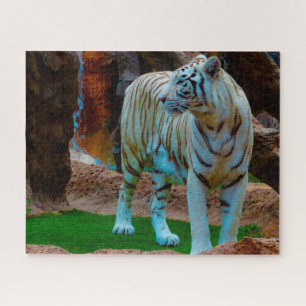 Weißer Bengalischer Tiger. Große Katzen.