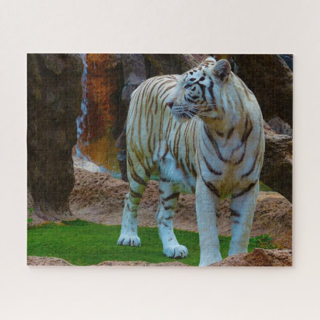 Weißer Bengalischer Tiger. Große Katzen. (Horizontal)