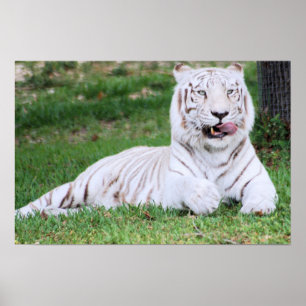 Weißer bengalischer Tiger Poster