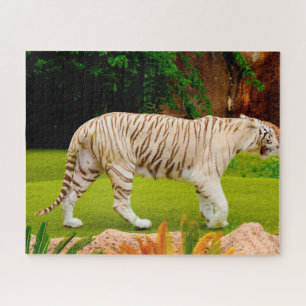 Weißer Bengaltiger. Große Katzen.