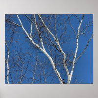 Weißer Birkenbaum gegen die Natur des blauen Himme