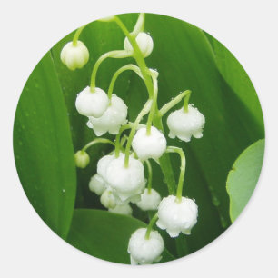 Weißer Blumen Lilie-von-d-Tal Aufkleber
