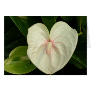 Weißer Blütenschweif Hawaii