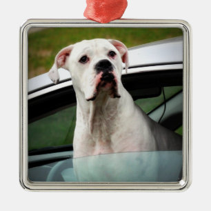 Weißer Boxer in einem Auto Ornament Aus Metall