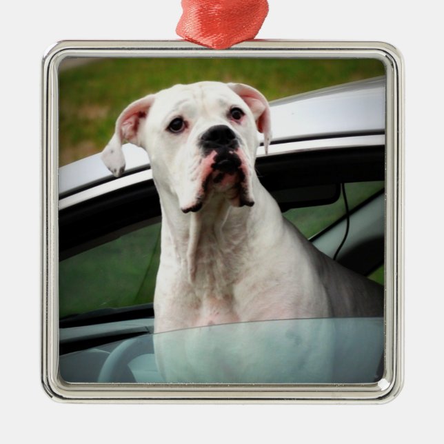 Weißer Boxer in einem Auto Ornament Aus Metall (Vorne)