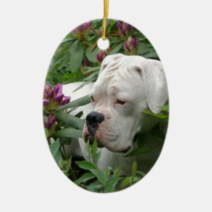 Weißer Boxer in rosa Rhodies Keramikornament