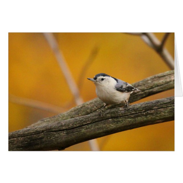 Weißer-breasted Kleiber (Vorderseite (Horizontal))