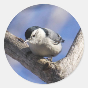 Weißer-breasted Kleiber Runder Aufkleber