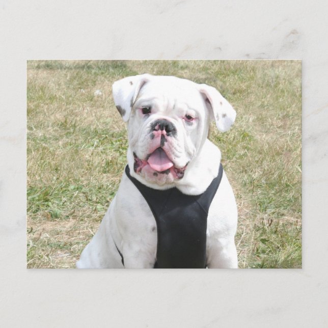Weißer Bulldog Postkarte (Vorderseite)