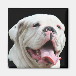 Weißer Bulldoggen-Magnet Magnet