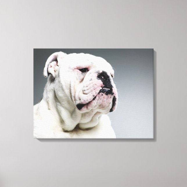 Weißer Bullenhund Leinwanddruck (Vorderseite)