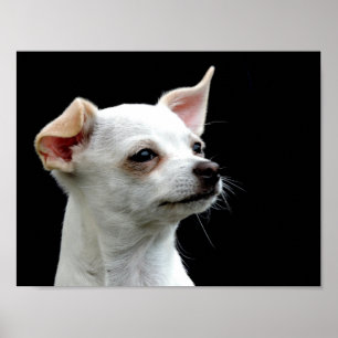 Weißer Chihuahua-Kopf auf schwarzem Hintergrund Poster