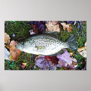 Weißer Crappie Poster