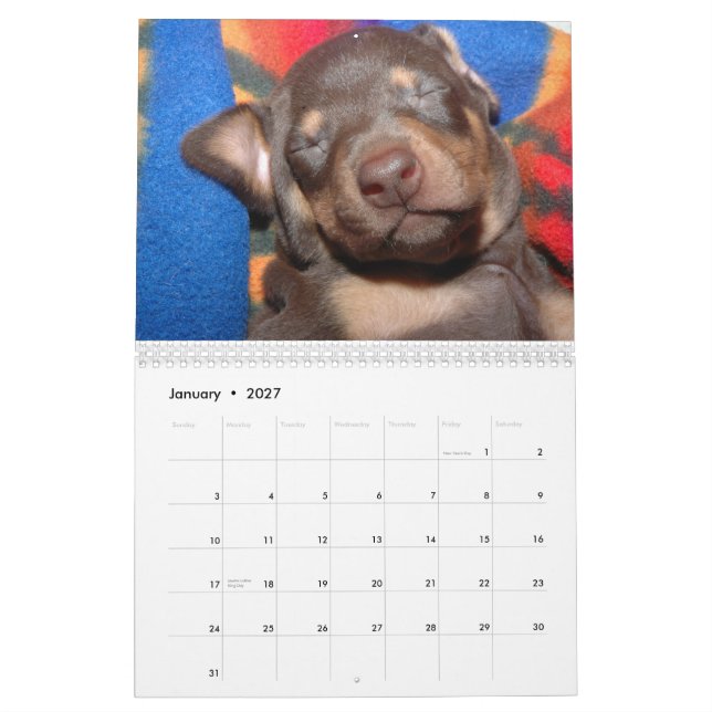 Weißer Dobermann-Kalender Kalender (Jan 2027)